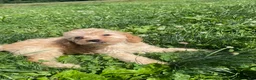Cockapoo dogs for sale: Sweetie  - Ad 8