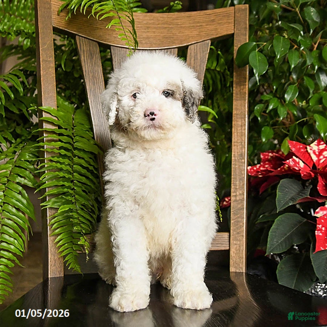 Mini Bernedoodle dogs for sale: Titian - Ad 3