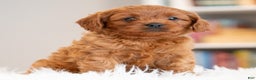 Cavapoo dogs for sale: Rudy - Ad 2