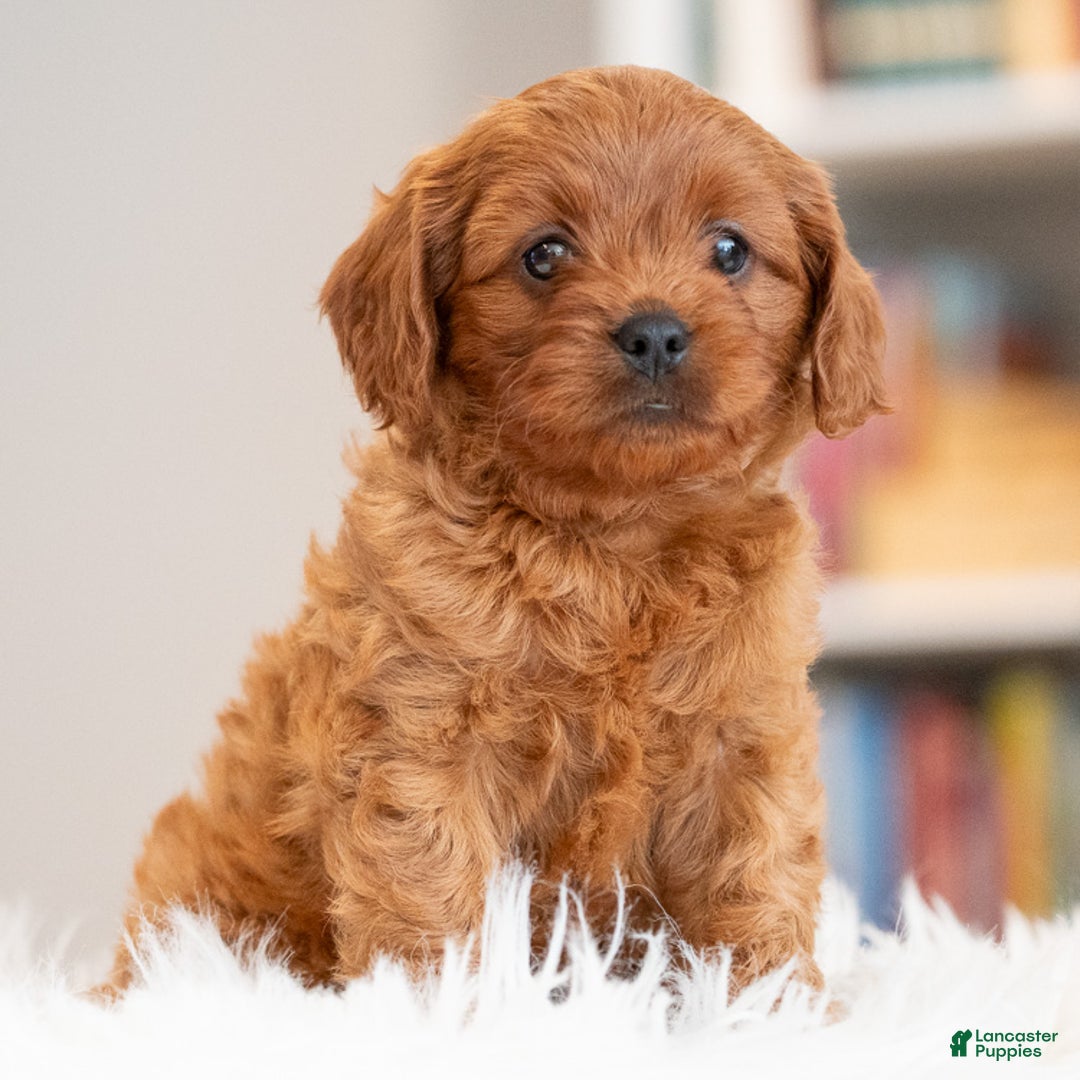 Cavapoo dogs for sale: Rudy - Ad 2