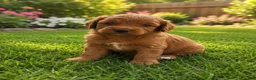 Mini Goldendoodle dogs for sale: Pikachu - Ad 2