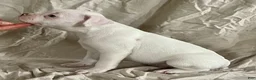 American Bulldog dogs for sale: Blue eyed Biscuit  - Ad 3