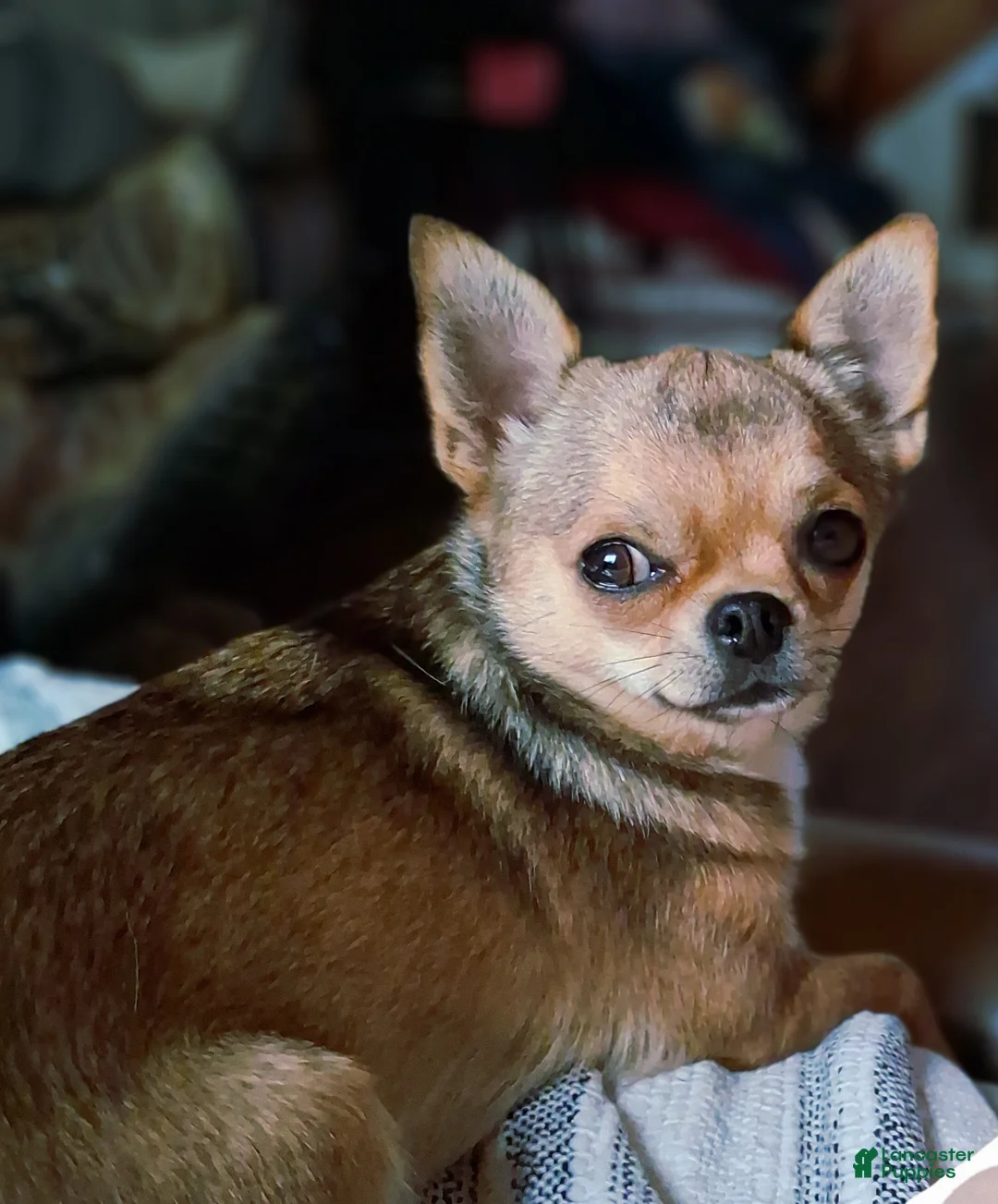 Chihuahua dogs for sale: Chihuahua Puppy 1 - Ad 2