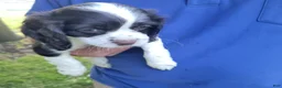 Mixed Breed dogs for sale: Kisses - Ad 7