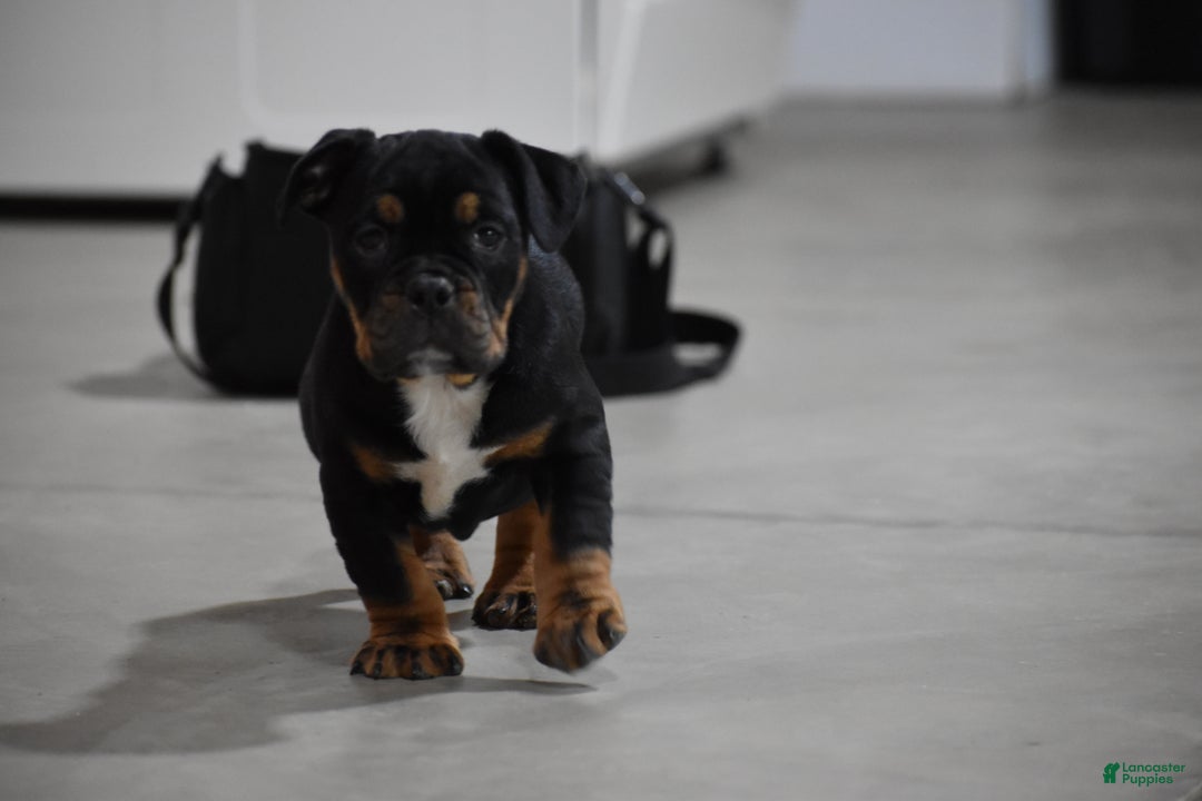 Mixed Breed dogs for sale: Buddy - Ad 11