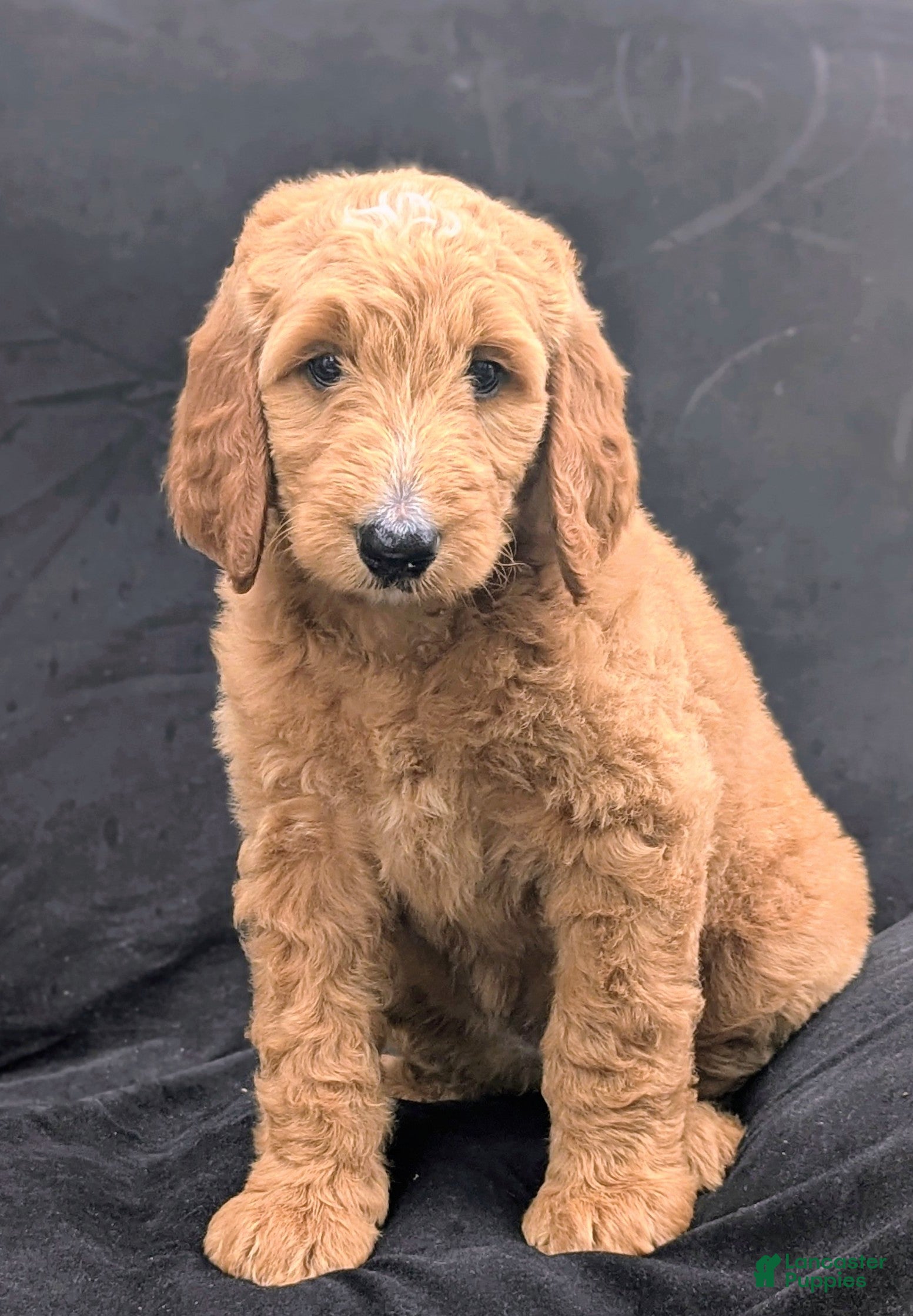 Goldendoodle dogs Maggie  - Ad 2