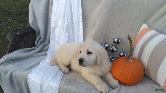 Golden Retriever dogs for sale: Aden - Ad 2