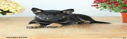 Mixed Breed dogs for sale: Galaxy - Ad 3
