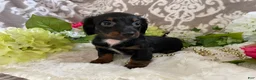 Miniature Dachshund dogs for sale: Kira - Ad 3