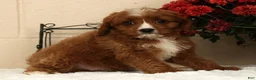 Cavapoo dogs for sale: Ace - Ad 2
