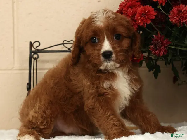 Cavapoo dogs for sale: Ace - Ad 2