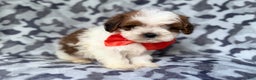 Shihpoo dogs for sale: Chestnut - Ad 5