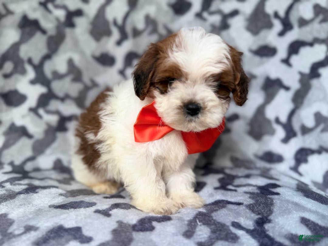 Shihpoo dogs for sale: Chestnut - Ad 5
