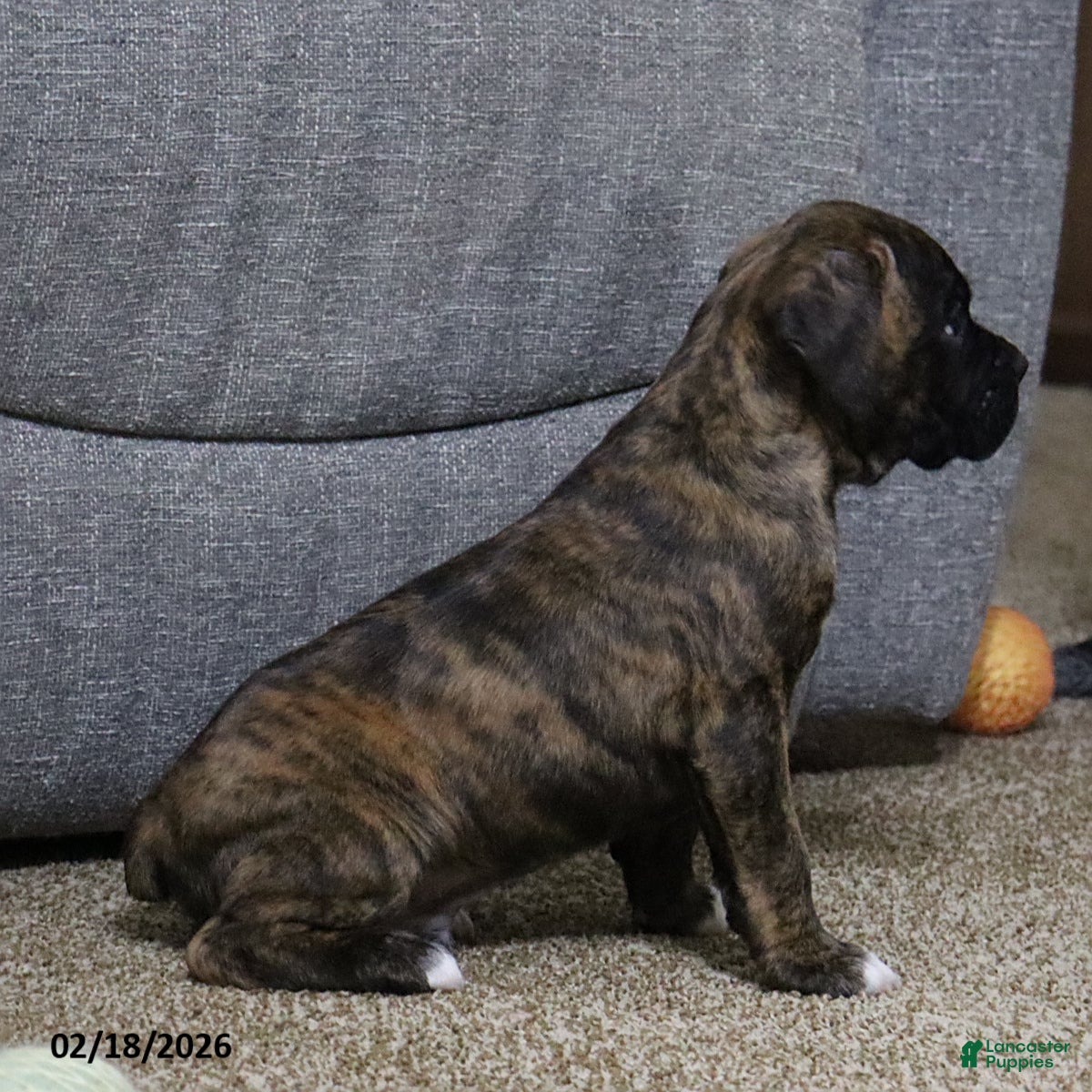 Boxer dogs Max - Ad 2