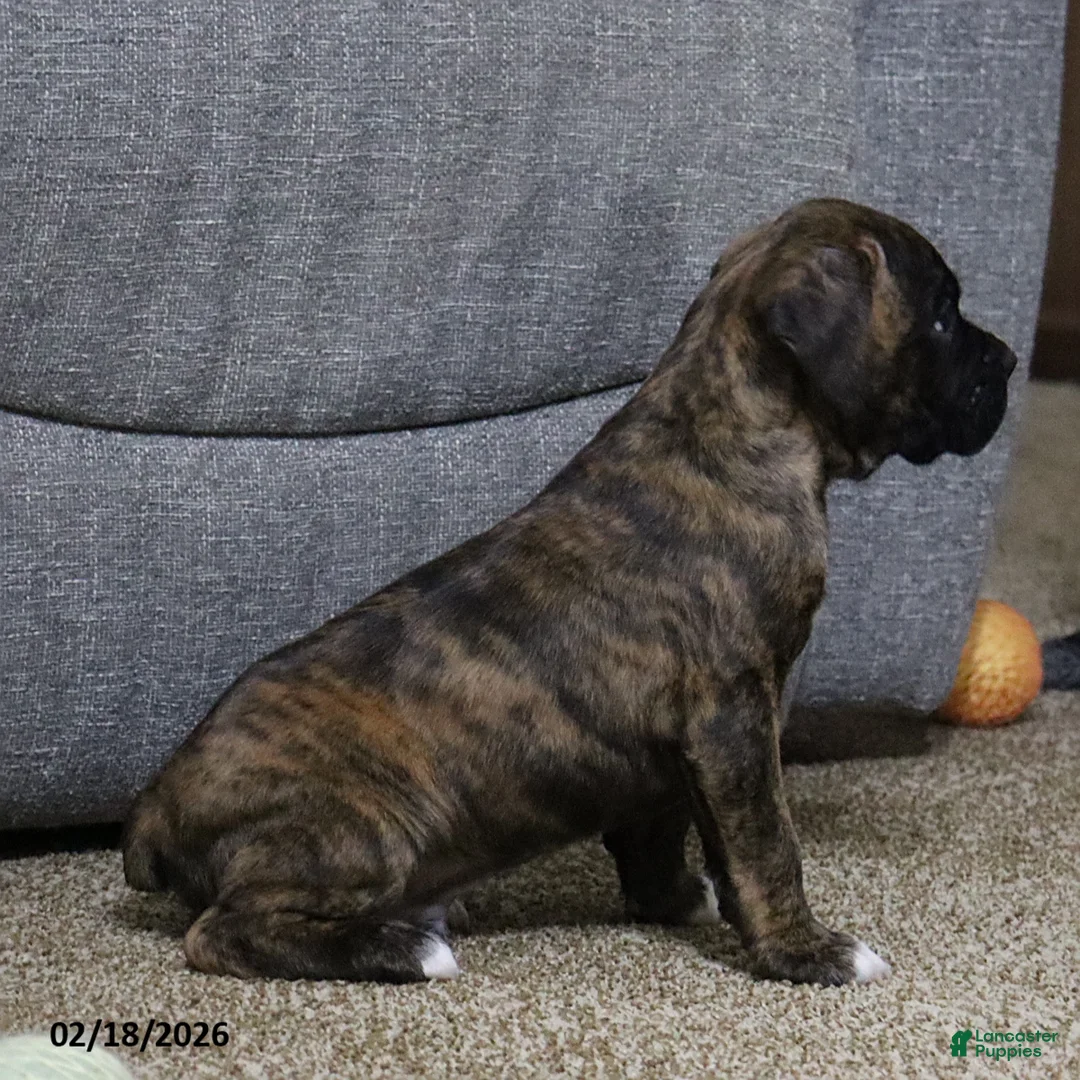 Boxer dogs for sale: Max - Ad 2