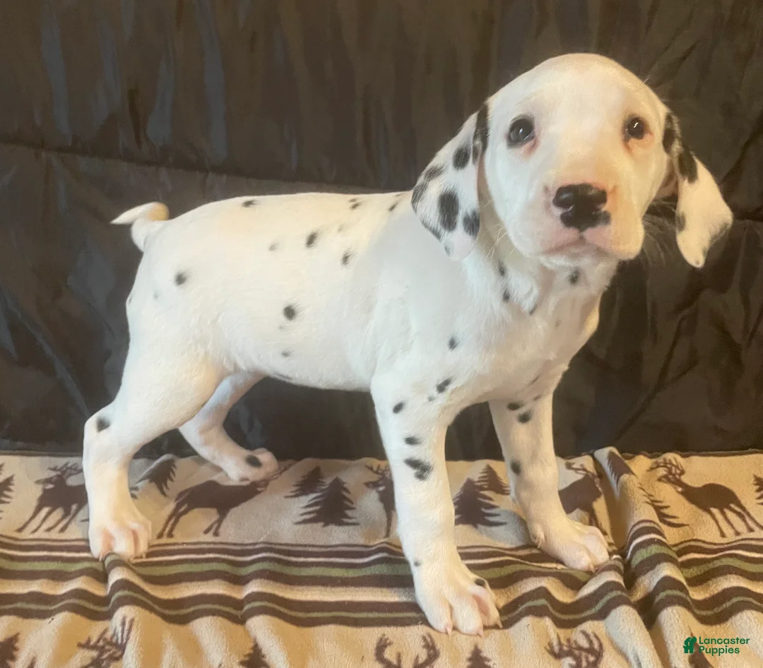 Dalmatian dogs for sale: Rosy - Ad 2