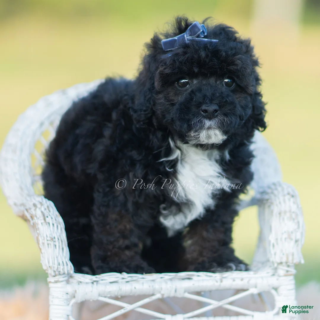 Toy Poodle dogs for sale: Disco - Ad 6