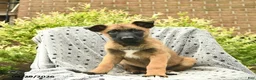 Belgian Malinois dogs for sale: Tyson  - Ad 3