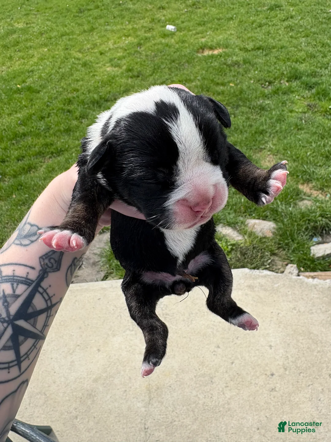 Olde English Bulldogge dogs for sale: Olde English Bulldogge Puppy 7 - Ad 1