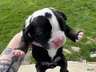 Olde English Bulldogge dogs Olde English Bulldogge Puppy 7 - Ad 25