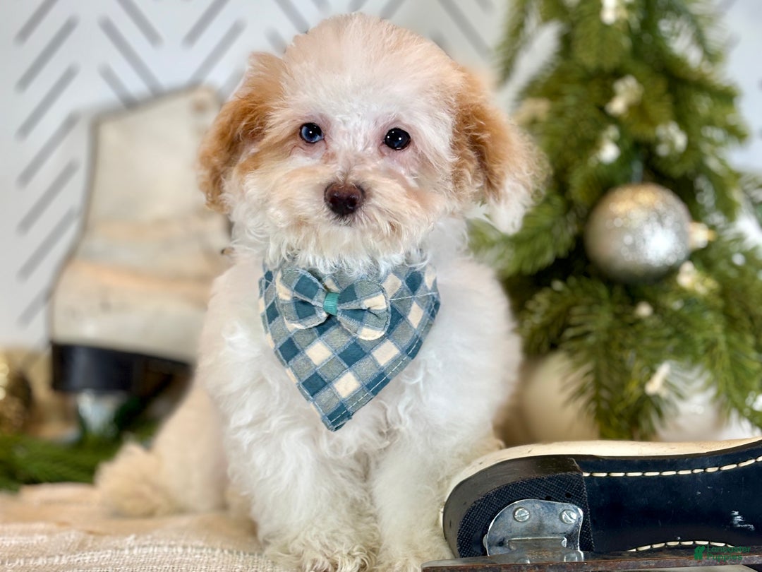 Toy Poodle dogs for sale: Blizzard - Ad 7