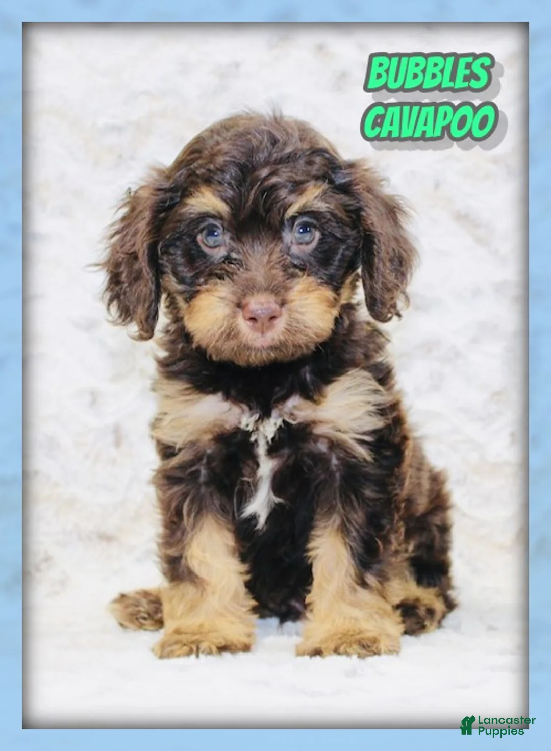 Cavapoo dogs for sale: Bubbles - Ad 1