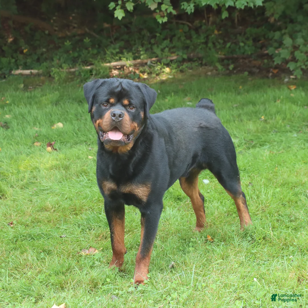 Rottweiler dogs for sale: King - Ad 5