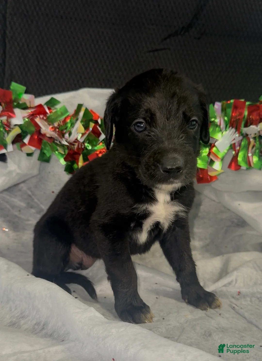 Mixed Breed dogs for sale: Dre - Ad 1