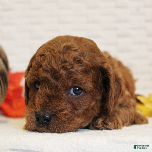 Cavapoo dogs for sale: Rootbeer - Ad 2