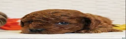 Cavapoo dogs for sale: Rootbeer - Ad 2