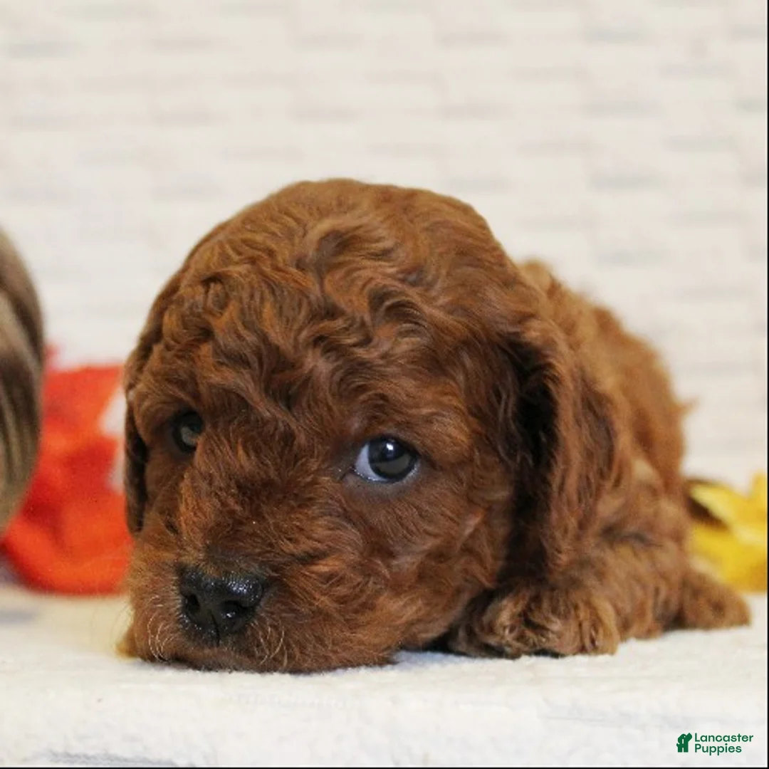 Cavapoo dogs for sale: Rootbeer - Ad 2