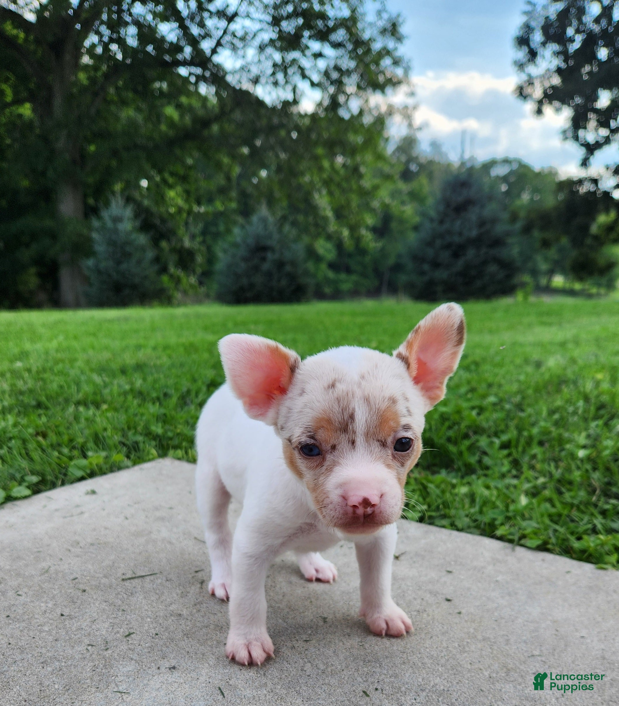 Mixed Breed dogs Susie  - Ad 1