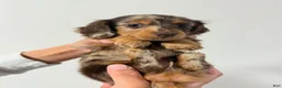 Miniature Dachshund dogs for sale: Dazzy - Ad 4