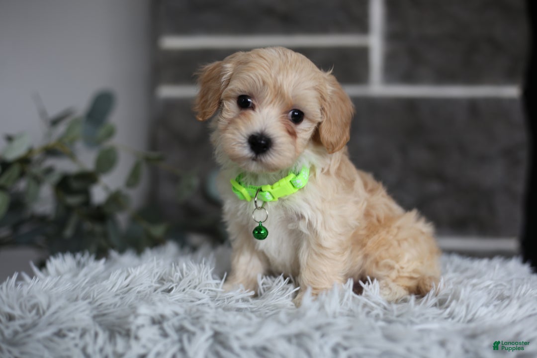 Maltipoo dogs for sale: Sawyer - Ad 1