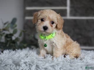 Maltipoo dogs Sawyer - Ad 28