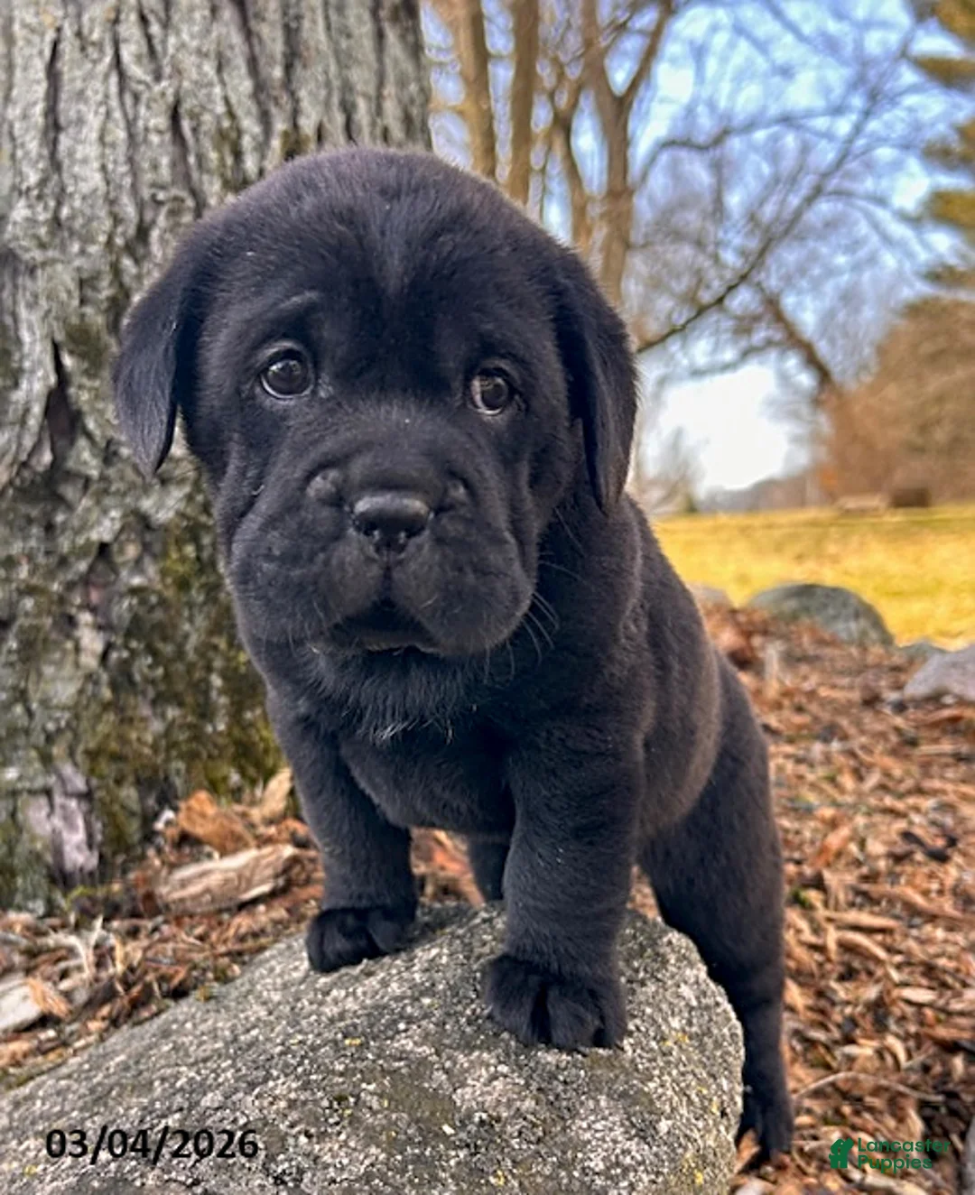 Mini Hippo dogs for sale: Infinity - Ad 3