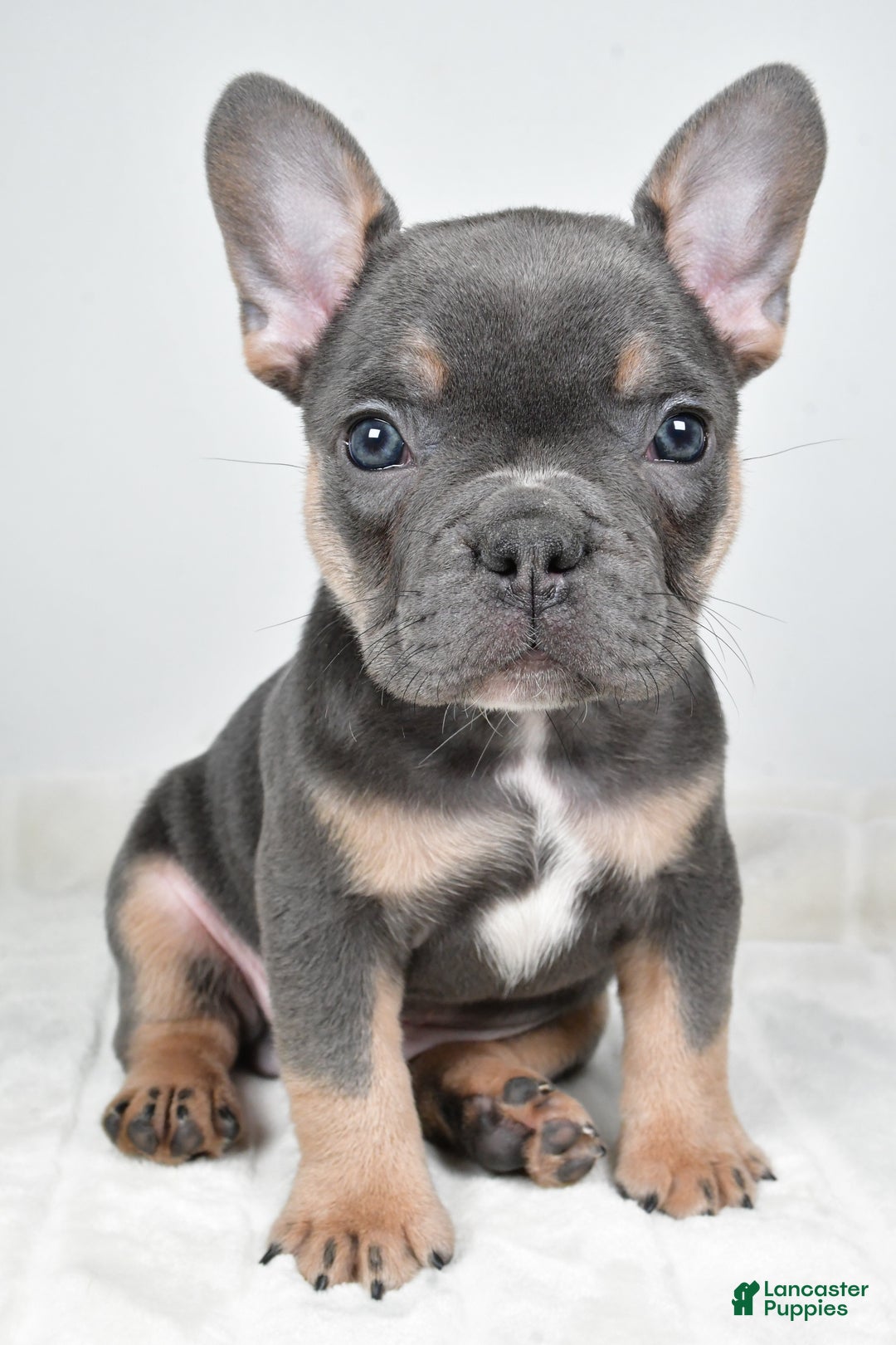 French Bulldog dogs for sale: Flash - Ad 7