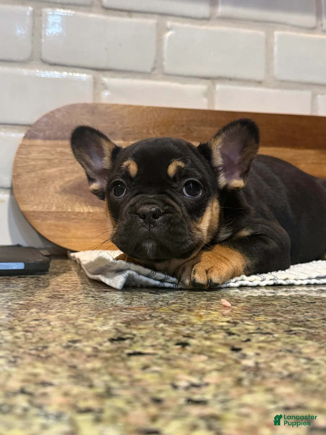 French Bulldog dogs for sale: Muffin - Ad 2