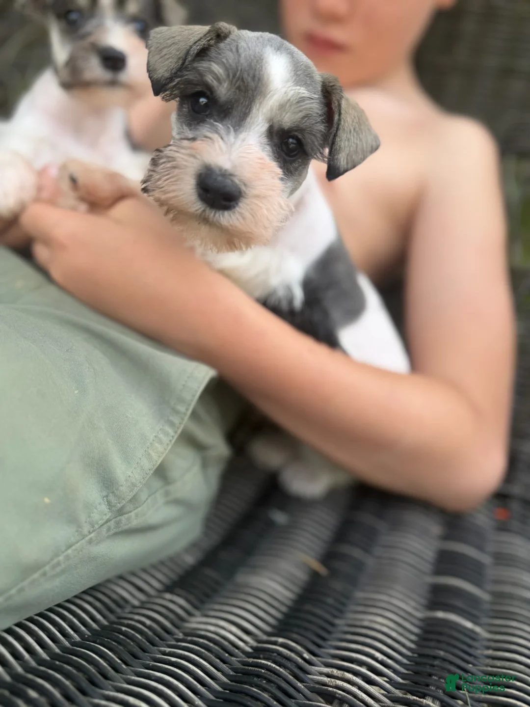 Miniature Schnauzer dogs for sale: Nicholas - Ad 1