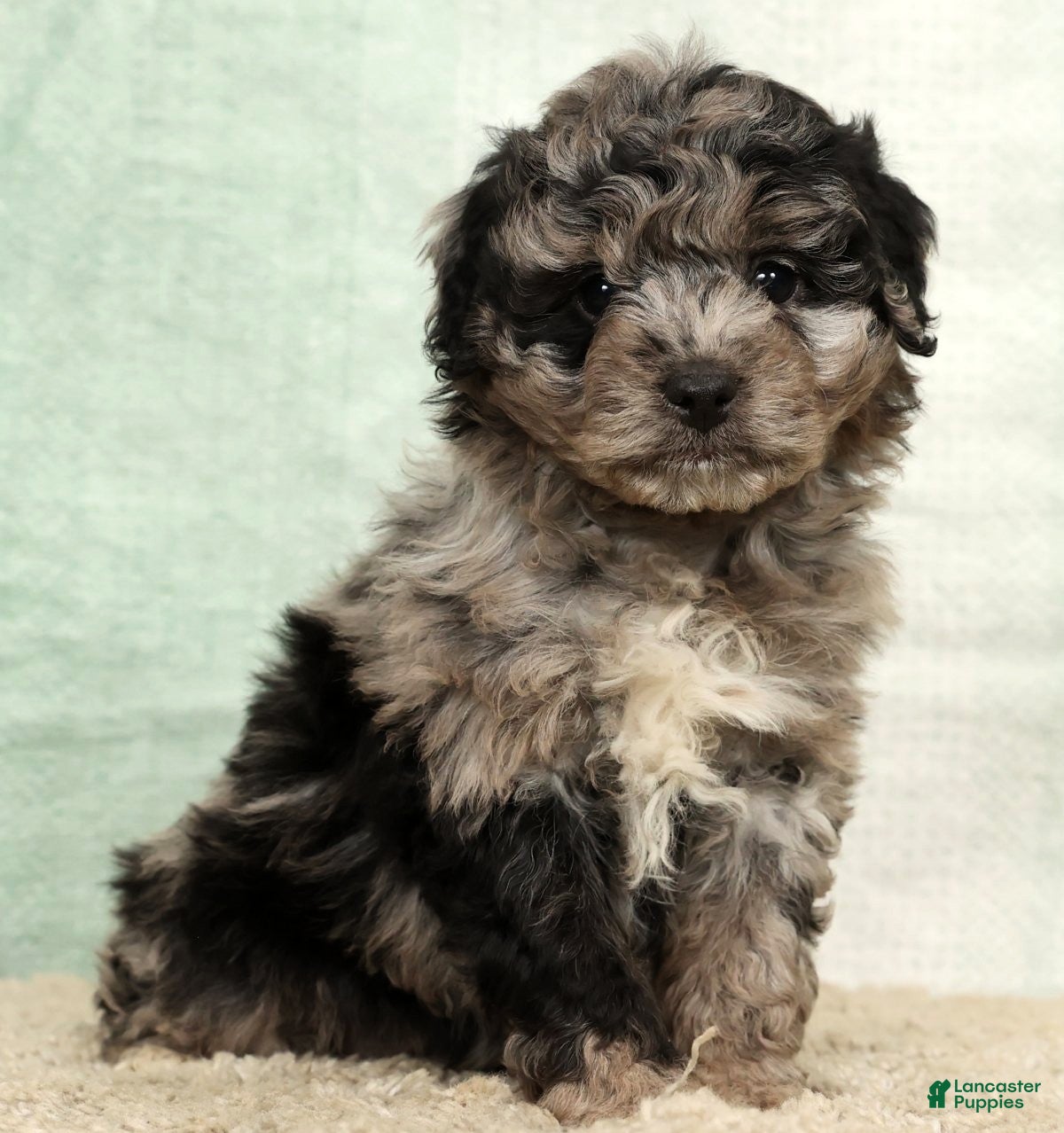 Mini Aussiedoodle dogs Molly - Ad 17