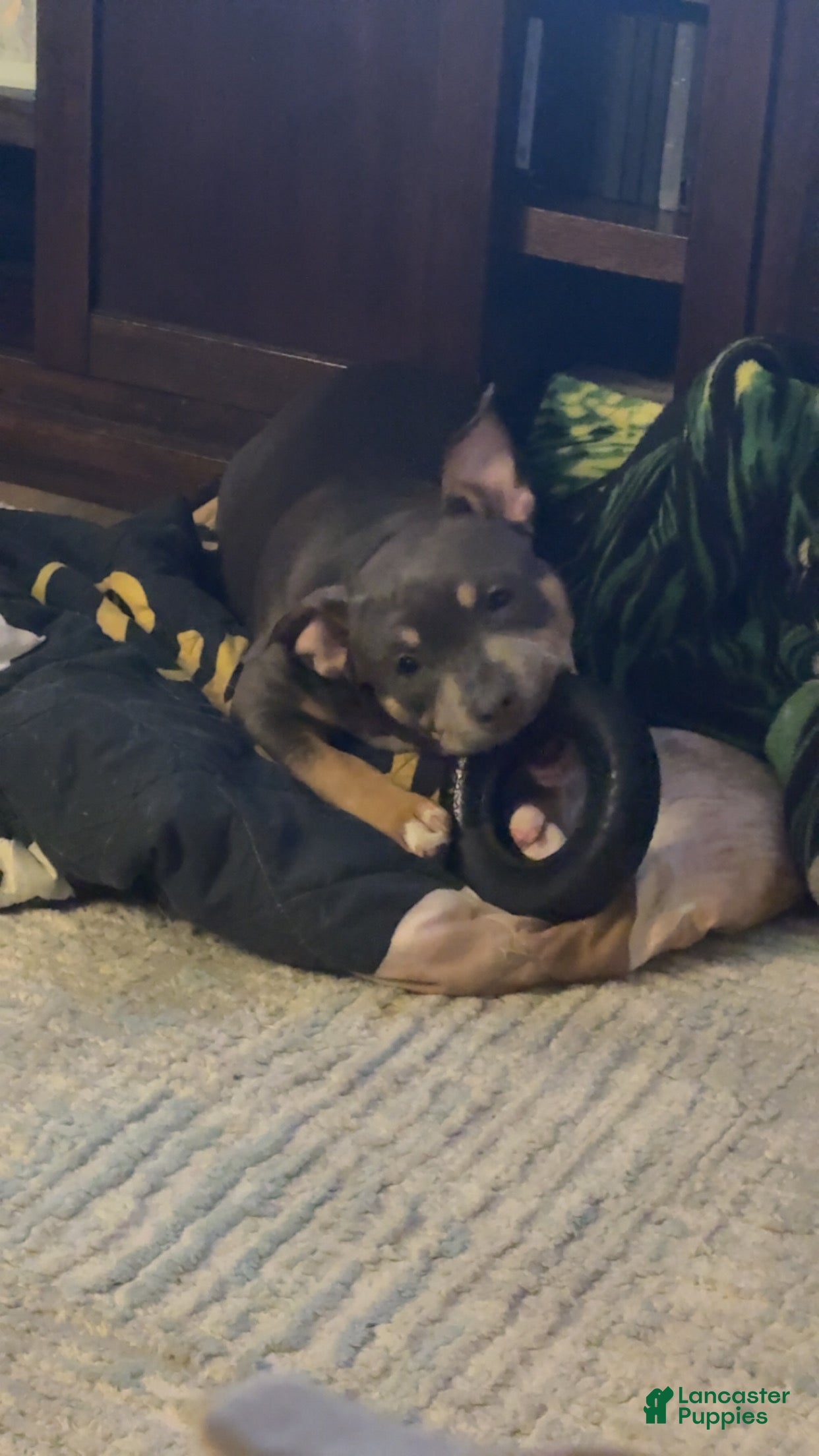 American Bully dogs American Bully Puppy 1 - Ad 28