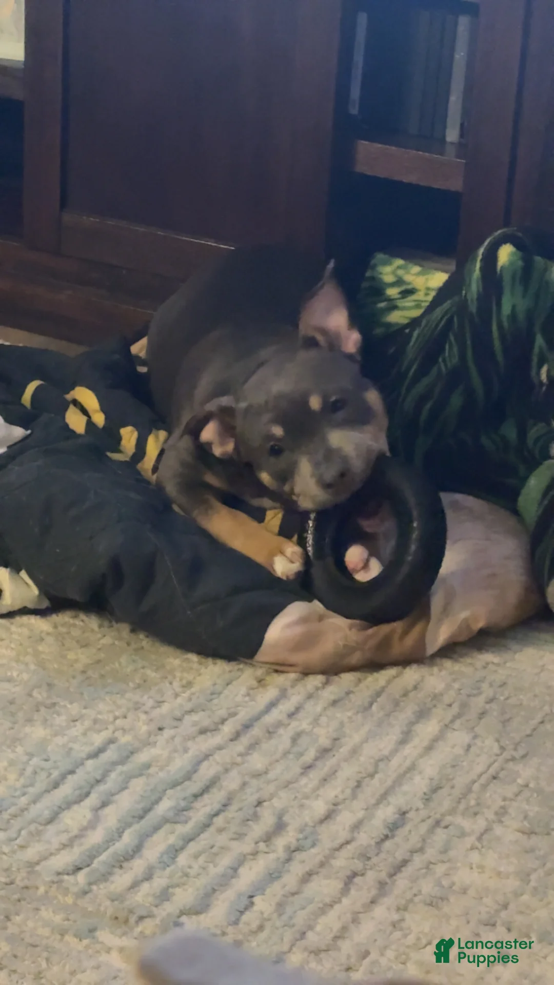 American Bully dogs for sale: American Bully Puppy 1 - Ad 1