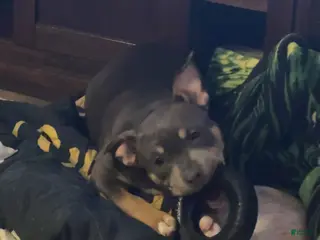 American Bully dogs American Bully Puppy 1 - Ad 28