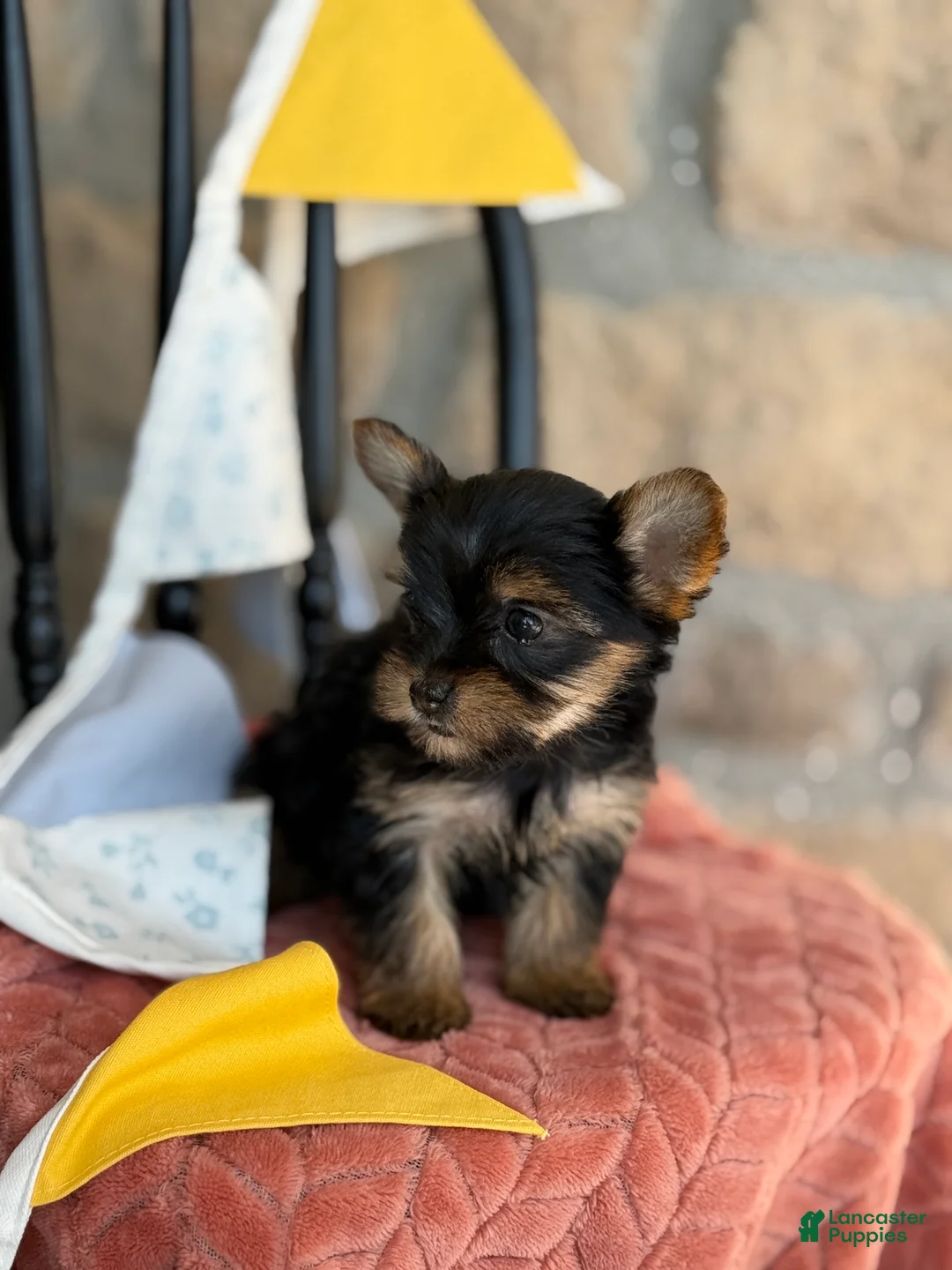 Yorkshire Terrier dogs for sale: Bitsy - Ad 2