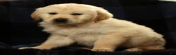Golden Retriever dogs for sale: Simon - Ad 7