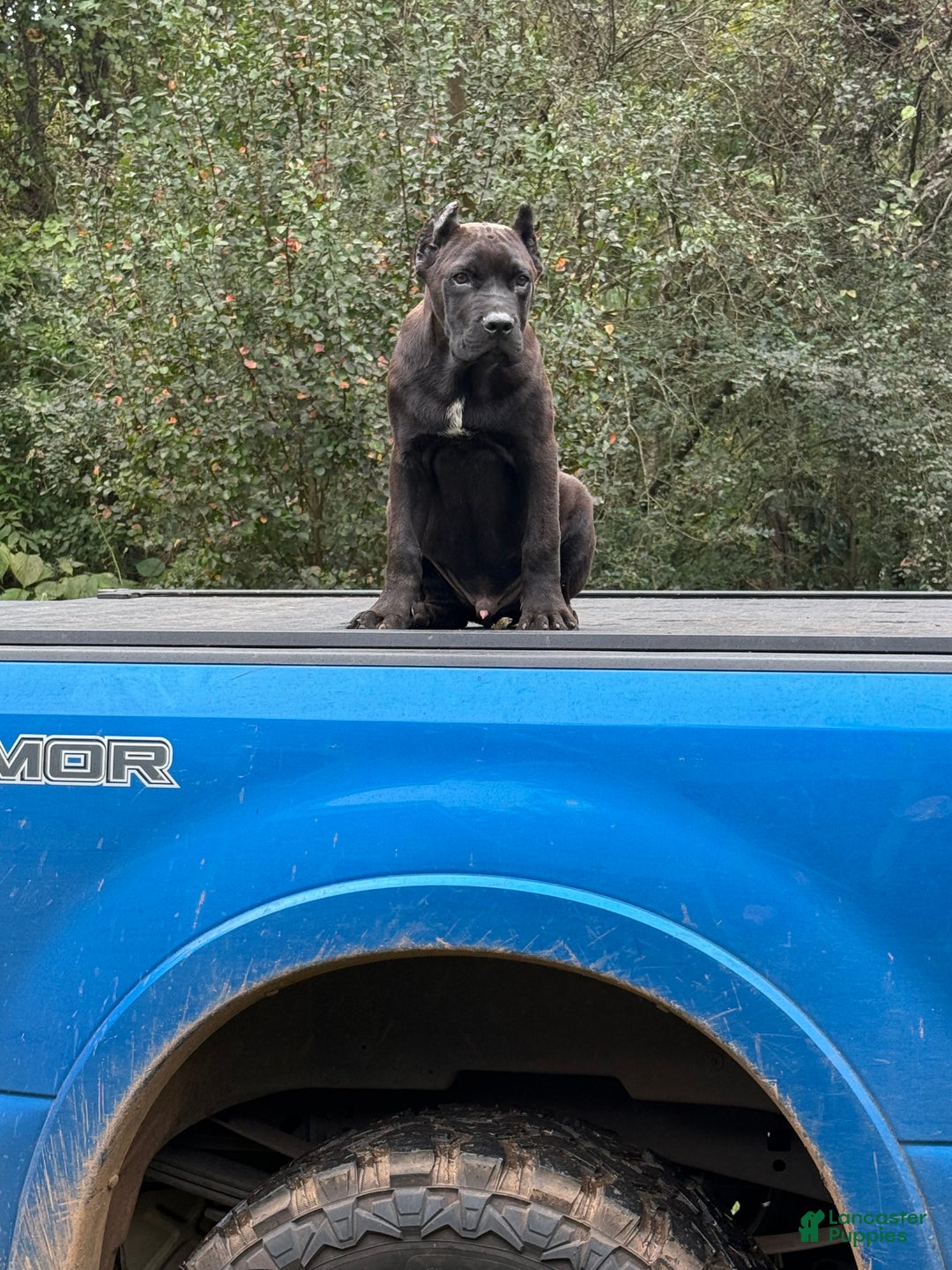 Cane Corso dogs for sale: Cane Corso Puppy 1 - Ad 1