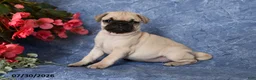 Pug dogs for sale: Belle - Ad 3