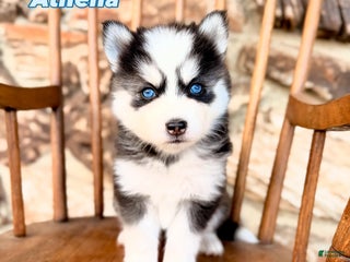 Pomsky dogs Athena - Ad 9