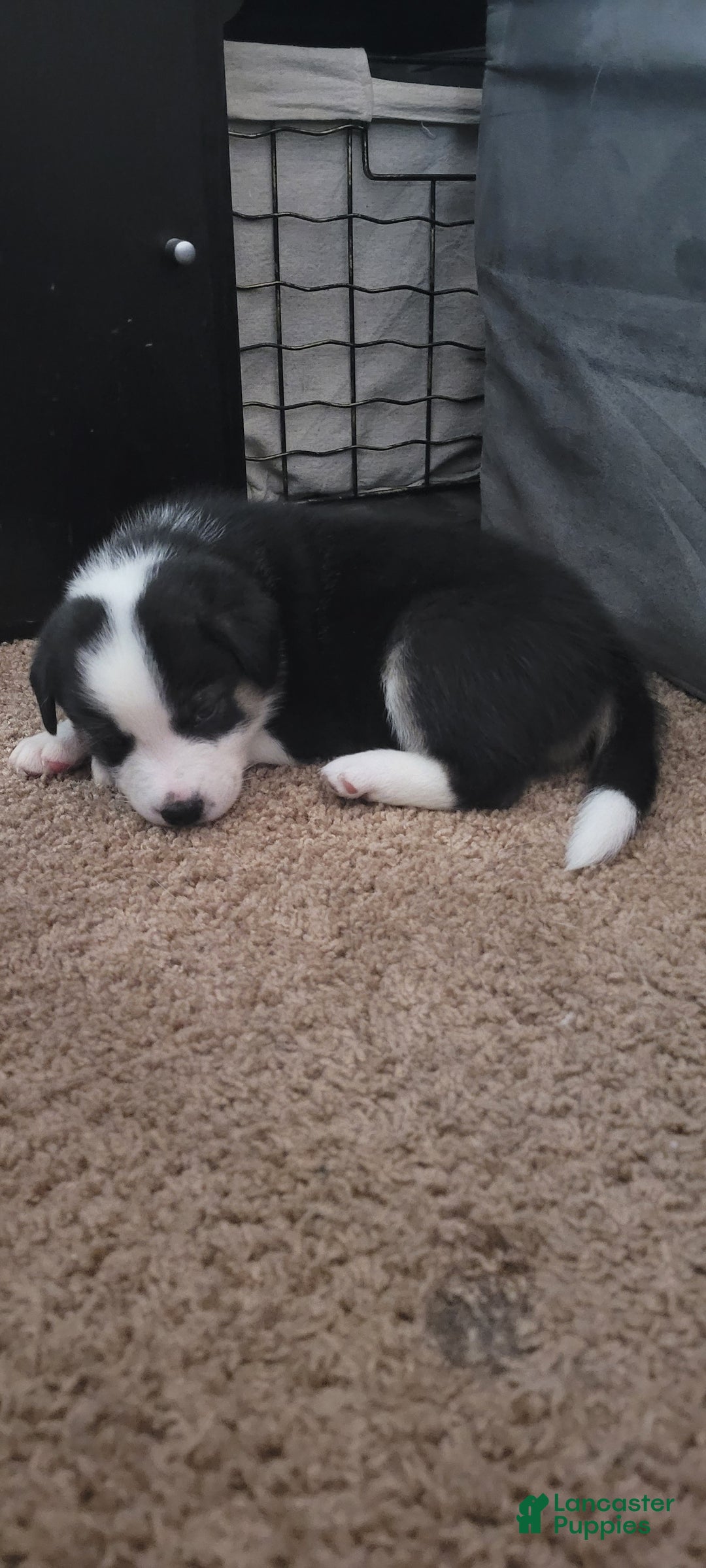 Mixed Breed dogs for sale: George - Ad 5