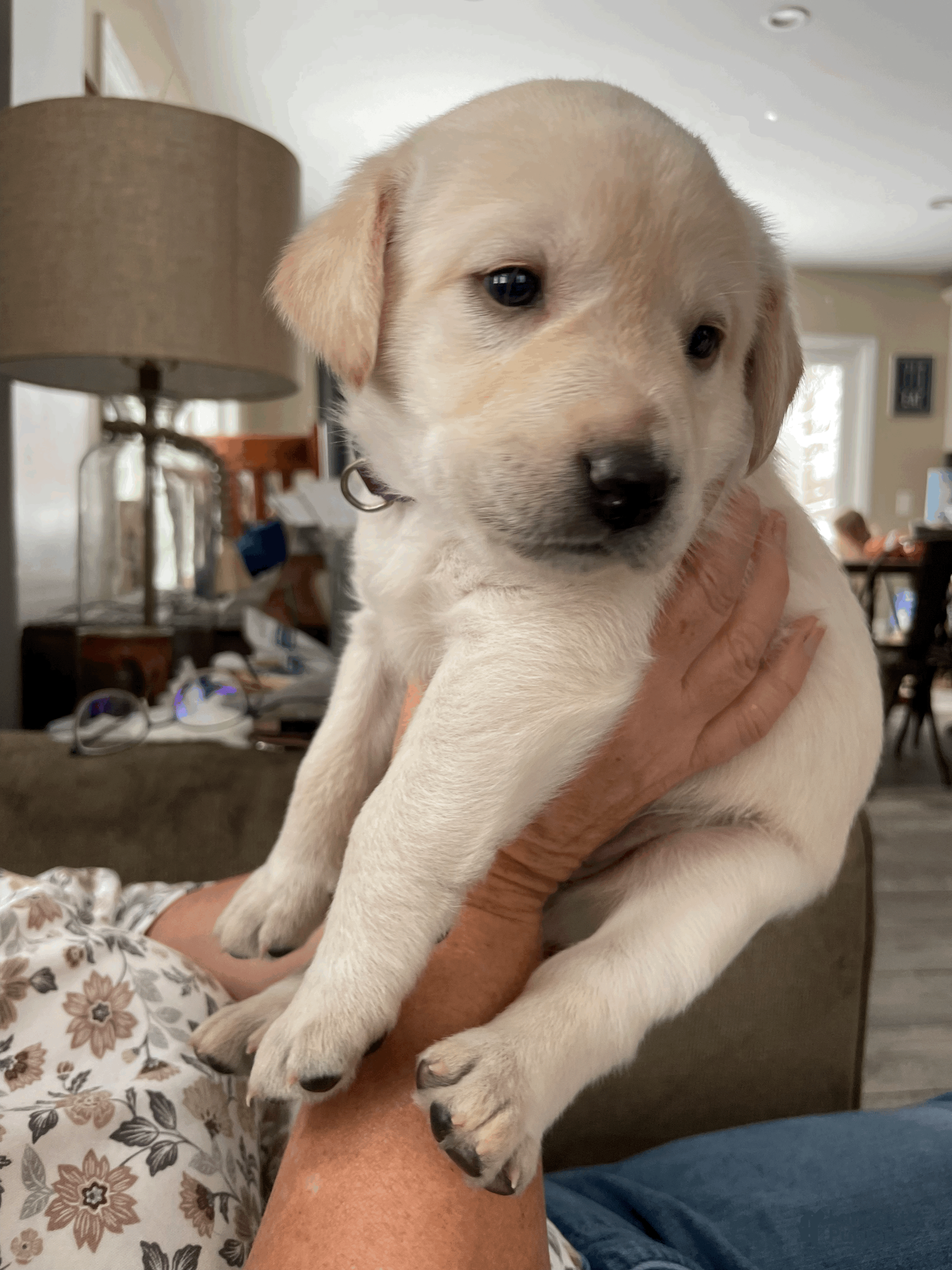 Labrador Retriever dogs Marcy-Purple Collar - Ad 3